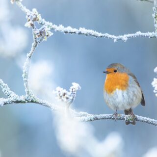 snow-robin-christmas